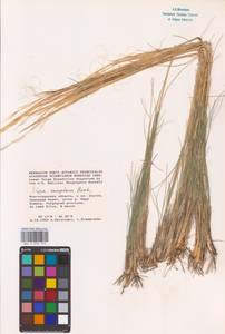 Stipa sareptana A.K.Becker, Eastern Europe, Lower Volga region (E9) (Russia)