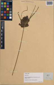 Cyperus javanicus Houtt., South Asia, South Asia (Asia outside ex-Soviet states and Mongolia) (ASIA) (Philippines)