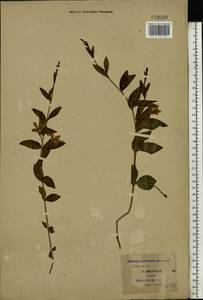 Vinca minor L., Eastern Europe, South Ukrainian region (E12) (Ukraine)