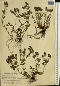 Veronica prostrata L., Eastern Europe, Central forest-and-steppe region (E6) (Russia)