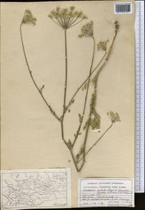 Scaligeria hirtula (Regel & Schmalh.) Lipsky ex Korovin, Middle Asia, Pamir & Pamiro-Alai (M2) (Kyrgyzstan)