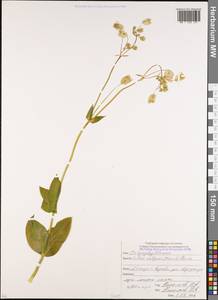 Silene vulgaris (Moench) Garcke, Caucasus, Abkhazia (K4a) (Abkhazia)