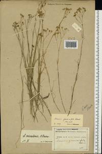 Eremogone saxatilis (L.) Ikonn., Eastern Europe, Central forest-and-steppe region (E6) (Russia)