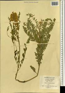 Sophora alopecuroides L., South Asia, South Asia (Asia outside ex-Soviet states and Mongolia) (ASIA) (China)