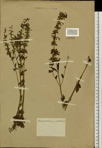 Dracocephalum nutans L., Siberia, Baikal & Transbaikal region (S4) (Russia)