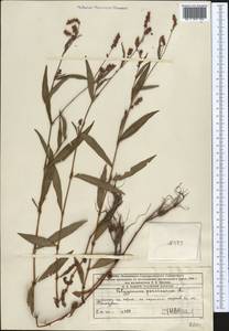 Persicaria maculosa Gray, Middle Asia, Western Tian Shan & Karatau (M3) (Kazakhstan)