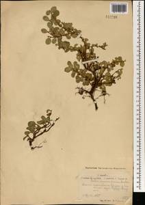 Salix nummularia Andersson, Mongolia (MONG) (Mongolia)