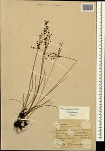 Juncus alpinoarticulatus Chaix, Caucasus, Stavropol Krai, Karachay-Cherkessia & Kabardino-Balkaria (K1b) (Russia)