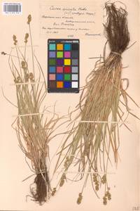 Carex spicata subsp. spicata, Eastern Europe, Central forest-and-steppe region (E6) (Russia)