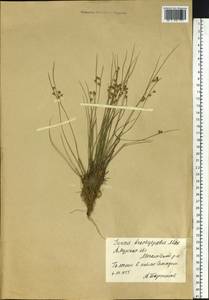 Juncus brachyspathus Maxim., Siberia, Russian Far East (S6) (Russia)