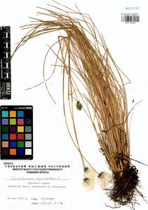 Eriophorum vaginatum L., Siberia, Baikal & Transbaikal region (S4) (Russia)