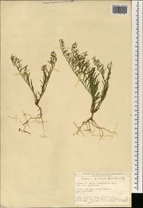 Thesium ramosum Hayne, South Asia, South Asia (Asia outside ex-Soviet states and Mongolia) (ASIA) (Turkey)