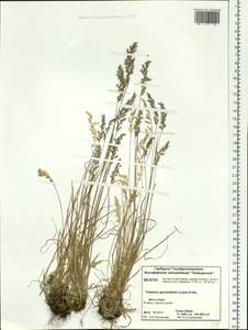 Koeleria subalpestris (Hartm.) Barberá, Quintanar, Soreng & P.M.Peterson, Siberia, Central Siberia (S3) (Russia)