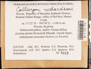 Calliergon richardsonii (Mitt.) Kindb. ex G. Roth, Bryophytes, Bryophytes - Baikal & Transbaikal regions (B18) (Russia)