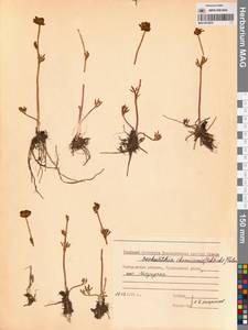 Ranunculus glacialis var. camissonis (Schltdl.) L. D. Benson, Siberia, Chukotka & Kamchatka (S7) (Russia)