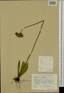 Pilosella caespitosa subsp. caespitosa, Eastern Europe, Eastern region (E10) (Russia)