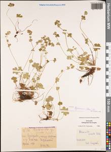 Alchemilla sericata Rchb., Caucasus, Stavropol Krai, Karachay-Cherkessia & Kabardino-Balkaria (K1b) (Russia)