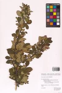 Cotoneaster acutifolius Turcz., Eastern Europe, Central forest-and-steppe region (E6) (Russia)