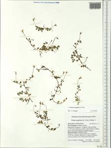 Lobelia angulata G.Forst., Australia & Oceania (AUSTR) (New Zealand)