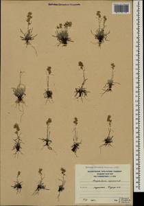 Omalotheca supina (L.) DC., Caucasus, South Ossetia (K4b) (South Ossetia)