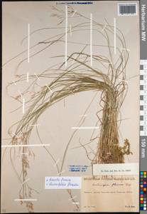 Avenella flexuosa (L.) Drejer, Caucasus, South Ossetia (K4b) (South Ossetia)