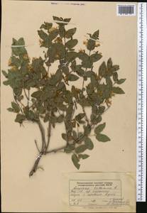 Lonicera tatarica L., Middle Asia, Western Tian Shan & Karatau (M3) (Kazakhstan)