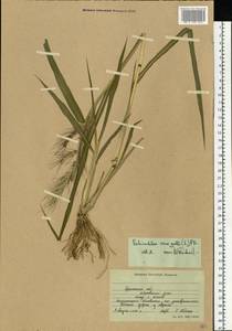 Echinochloa crus-galli (L.) P.Beauv., Eastern Europe, South Ukrainian region (E12) (Ukraine)