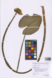 Nuphar lutea (L.) Sm., Eastern Europe, Central forest-and-steppe region (E6) (Russia)