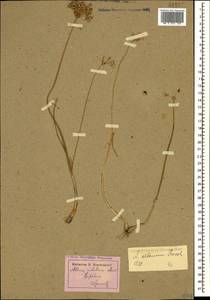 Allium rubellum M.Bieb., Caucasus, Azerbaijan (K6) (Azerbaijan)