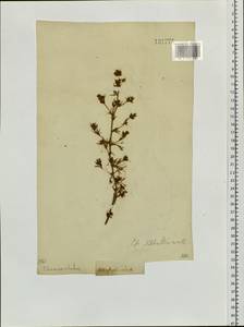 Chamaerhodos erecta (L.) Bunge, Siberia, Baikal & Transbaikal region (S4) (Russia)