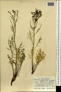 Crepidiastrum tenuifolium (Willd.) Sennikov, Mongolia (MONG) (Mongolia)