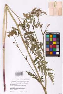 Thysselinum palustre (L.) Hoffm., Eastern Europe, Central forest-and-steppe region (E6) (Russia)