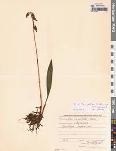 Oreorchis patens (Lindl.) Lindl., Siberia, Russian Far East (S6) (Russia)