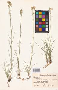 Eremogone saxatilis (L.) Ikonn., Eastern Europe, Central region (E4) (Russia)