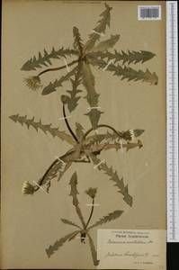 Taraxacum croceum Dahlst., Western Europe (EUR) (Sweden)