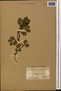 Vicia narbonensis L., Caucasus, Armenia (K5) (Armenia)