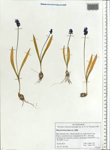 Muscari botryoides (L.) Mill., Eastern Europe, Central forest region (E5) (Russia)