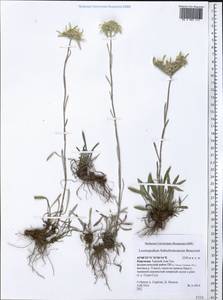Leontopodium campestre (Ledeb.) Hand.-Mazz., Middle Asia, Northern & Central Tian Shan (M4) (Kyrgyzstan)