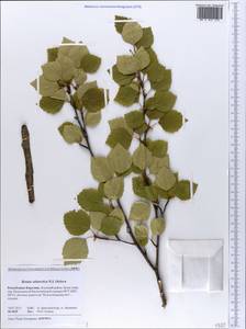 Betula pubescens subsp. pubescens, Eastern Europe, Northern region (E1) (Russia)