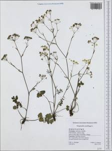 Pimpinella saxifraga L., Western Europe (EUR) (Germany)