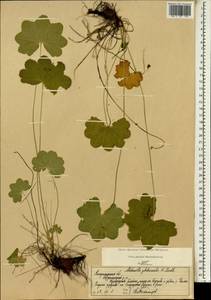 Alchemilla glabricaulis H. Lindb., Eastern Europe, Central region (E4) (Russia)