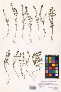 MHA 0 161 806, Euphrasia stricta, Eastern Europe, Central forest-and-steppe region (E6) (Russia)