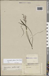 Hyacinthella pallasiana (Steven) Losinsk., Eastern Europe, Rostov Oblast (E12a) (Russia)