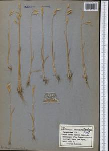 Bromus lanceolatus Roth, Middle Asia, Pamir & Pamiro-Alai (M2) (Tajikistan)