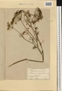 Anethum graveolens L., Eastern Europe, Moscow region (E4a) (Russia)