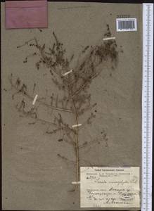 Suaeda microphylla (C. A. Mey.) Pall., Middle Asia, Muyunkumy, Balkhash & Betpak-Dala (M9) (Kazakhstan)