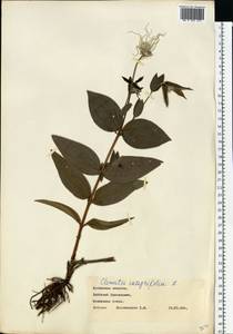 Clematis integrifolia L., Eastern Europe, North Ukrainian region (E11) (Ukraine)