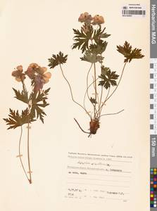 Geranium erianthum DC., Siberia, Chukotka & Kamchatka (S7) (Russia)