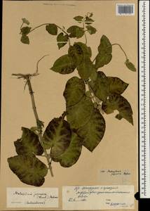 Metaplexis japonica (Thunb.) Makino, South Asia, South Asia (Asia outside ex-Soviet states and Mongolia) (ASIA) (China)
