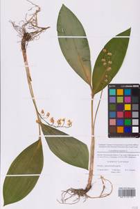 Convallaria majalis L., Eastern Europe, Moscow region (E4a) (Russia)